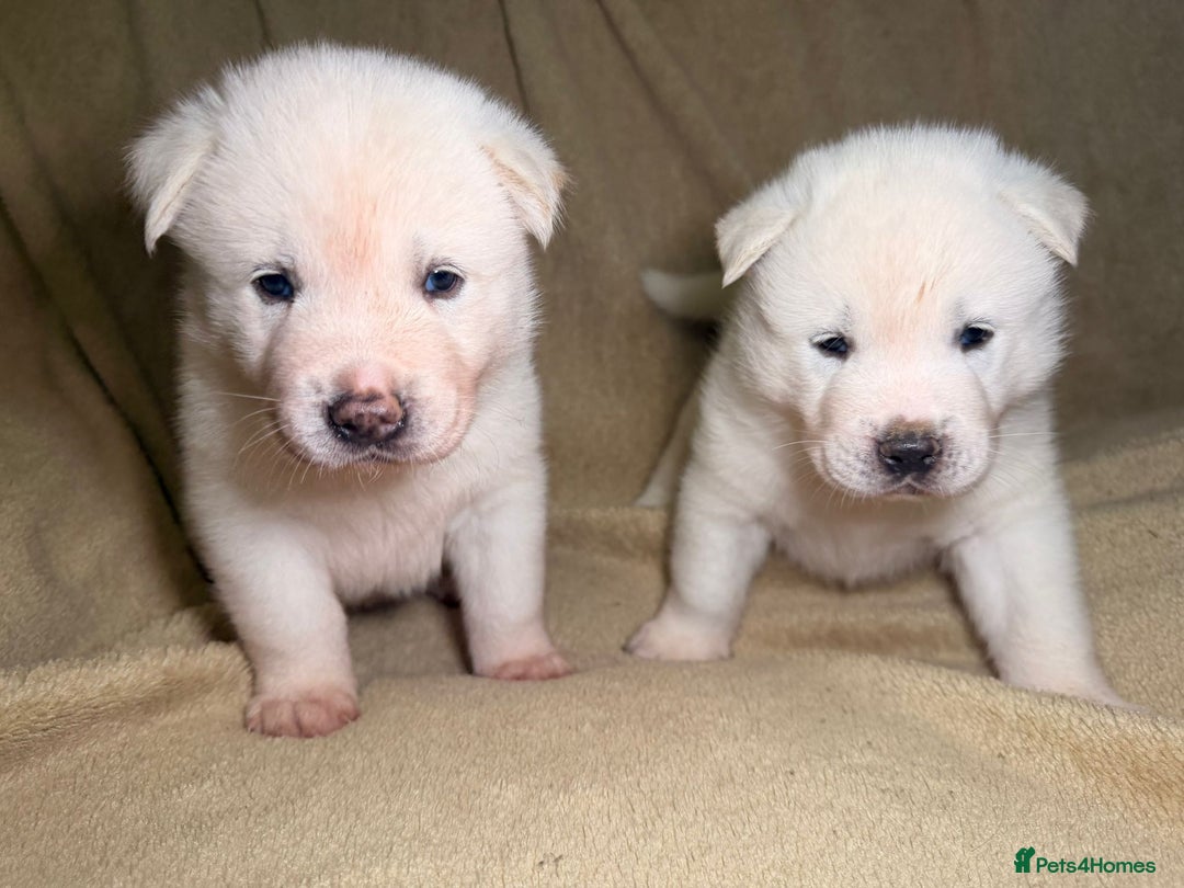 Akita dogs for sale: 7 beautiful American Akita Puppies - Advert 4