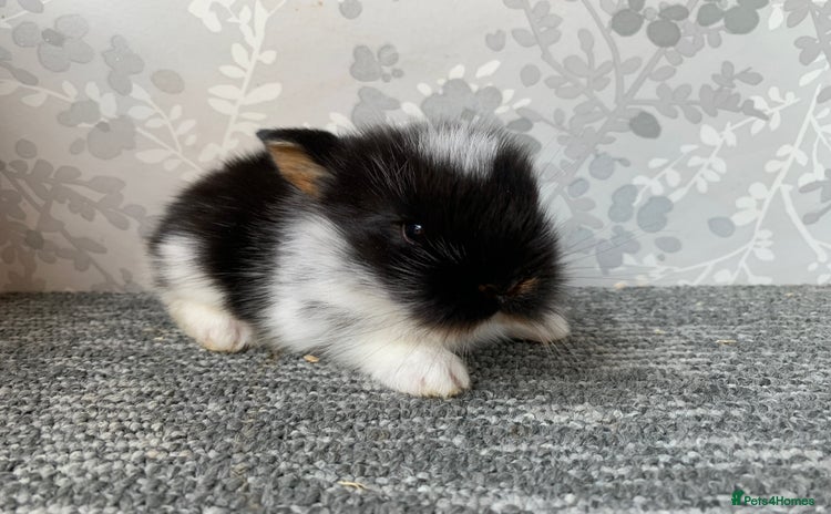 Mini Lop rabbits - Advert 10