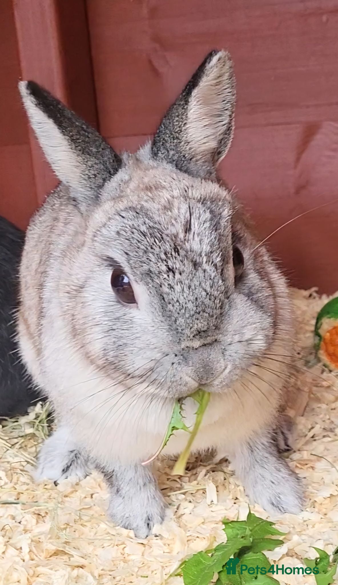 Netherland Dwarf rabbits Beautiful dwarf rabbit  - Advert 4
