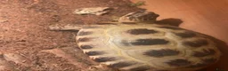 Tortoise reptiles for sale: Horsefield tortoise with pellets+calcium powder - Advert 4