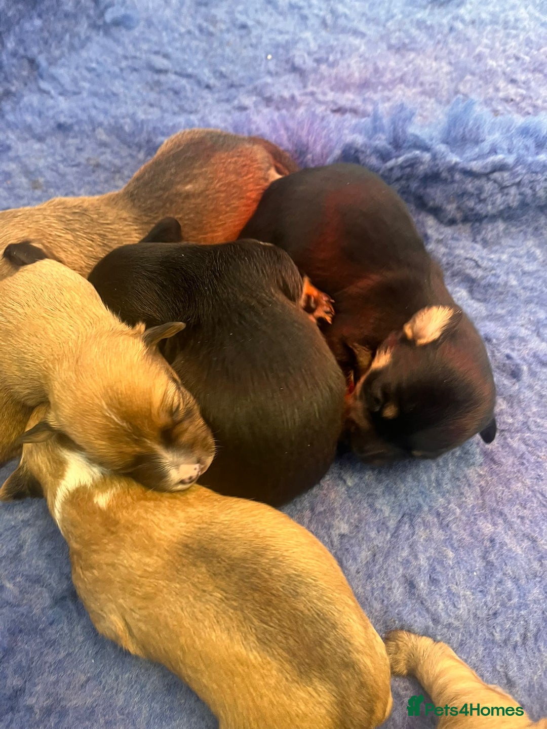 Jack Russell dogs for sale: Miniature Jack Russell’s  - Advert 13