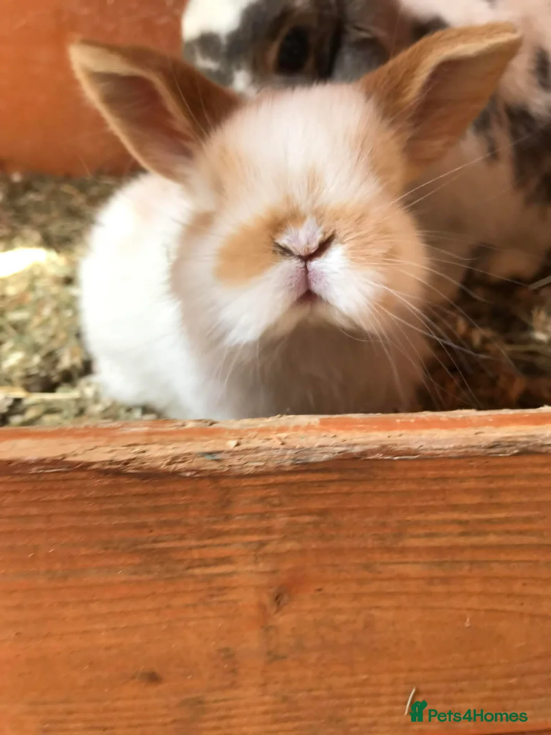 Mini Lop rabbits for sale: Mini lop babies.... - Advert 3