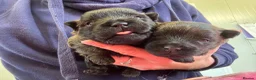 Cairn Terrier dogs for sale: KC Registered Cairn Terrier Pups - Advert 4