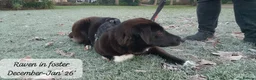 Mixed Breed dogs for adoption: Raven, 1.5 yrs approx. Is ADOPTED - Advert 21