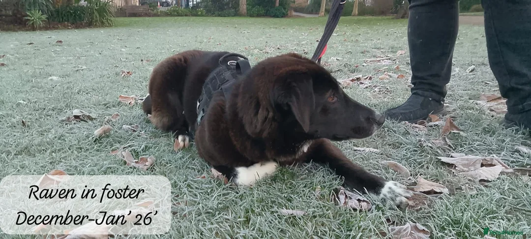 Mixed Breed dogs for adoption: Raven, 1.5 yrs approx. Is ADOPTED - Advert 21
