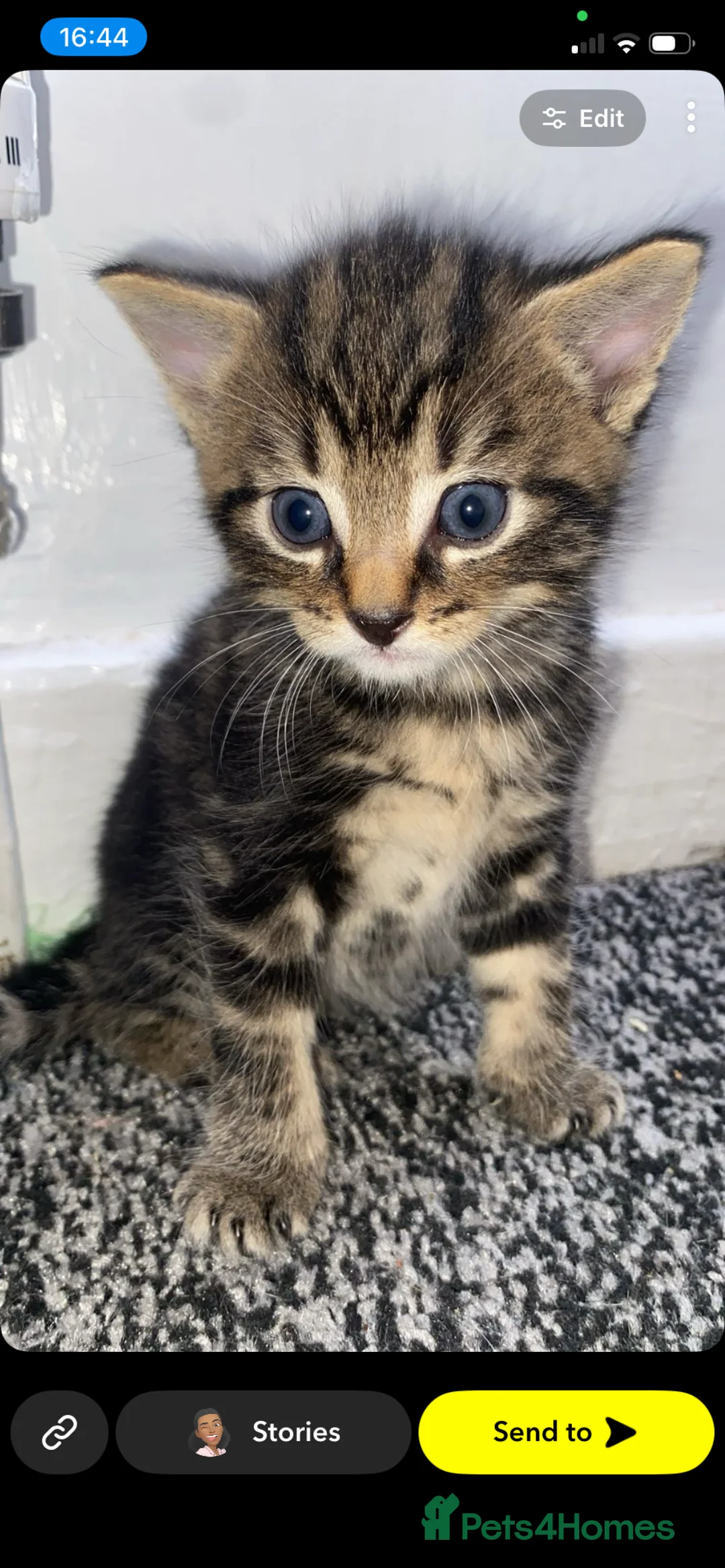 Bengal cats for sale: quarter bengal kittens  - Advert 2