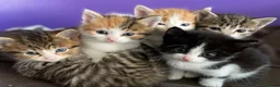 Mixed Breed cats for sale: Beautiful kittens for sale - Advert 4