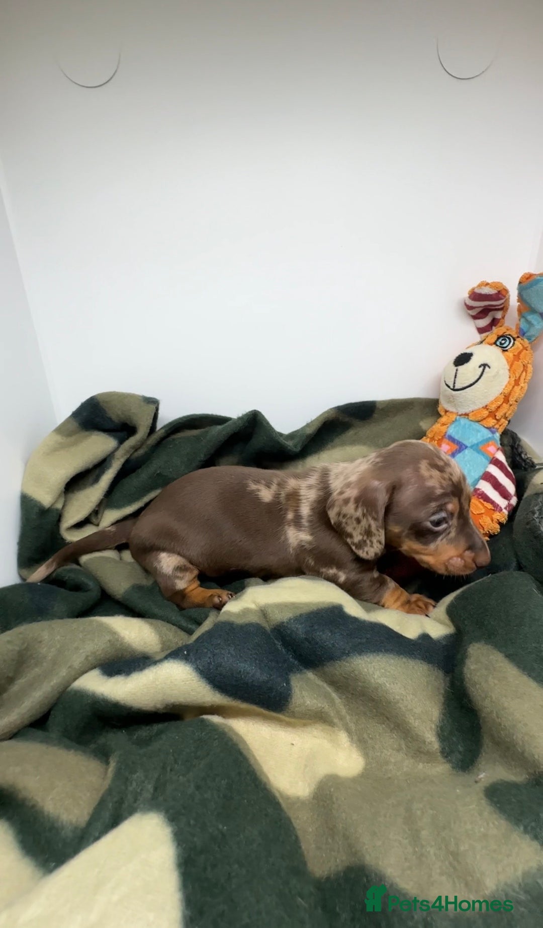 Miniature Dachshund dogs for sale: 3 Champion Line KC Miniature Dachshund Puppies  - Advert 7