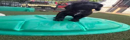 Cocker Spaniel dogs for sale: Beautiful black working cockers - Advert 14