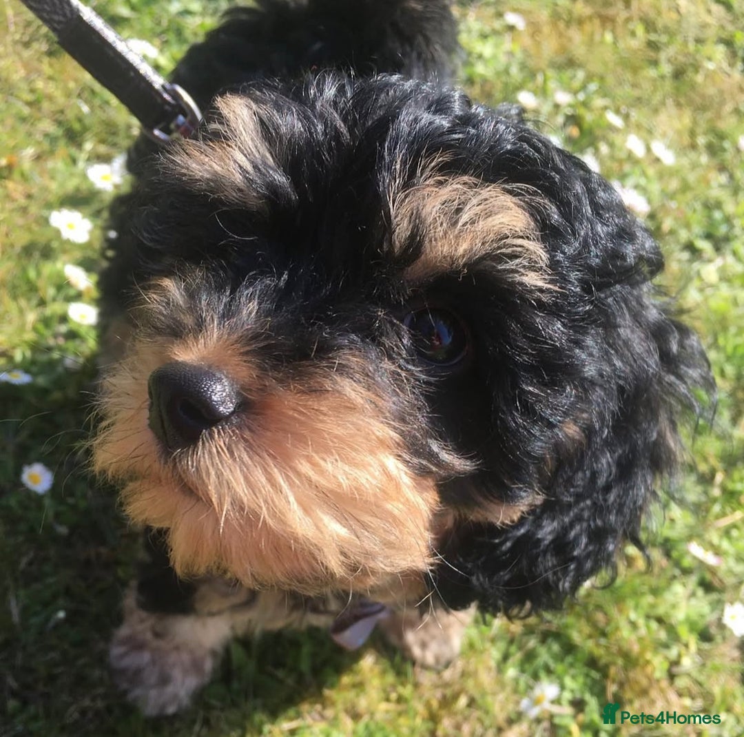 Cockapoo dogs for sale: Black and Tan Cockapoo Puppy - Image 6