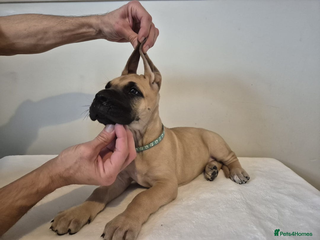 Great Dane dogs for sale: Amazing show quality Great Dane Puppies  - Advert 3