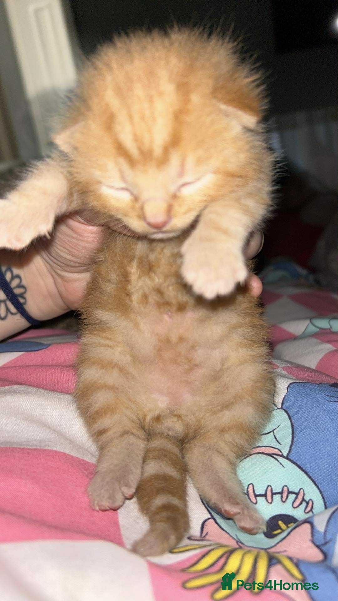 Mixed Breed cats for sale: Mixed BSH/ragdoll  - Image 14
