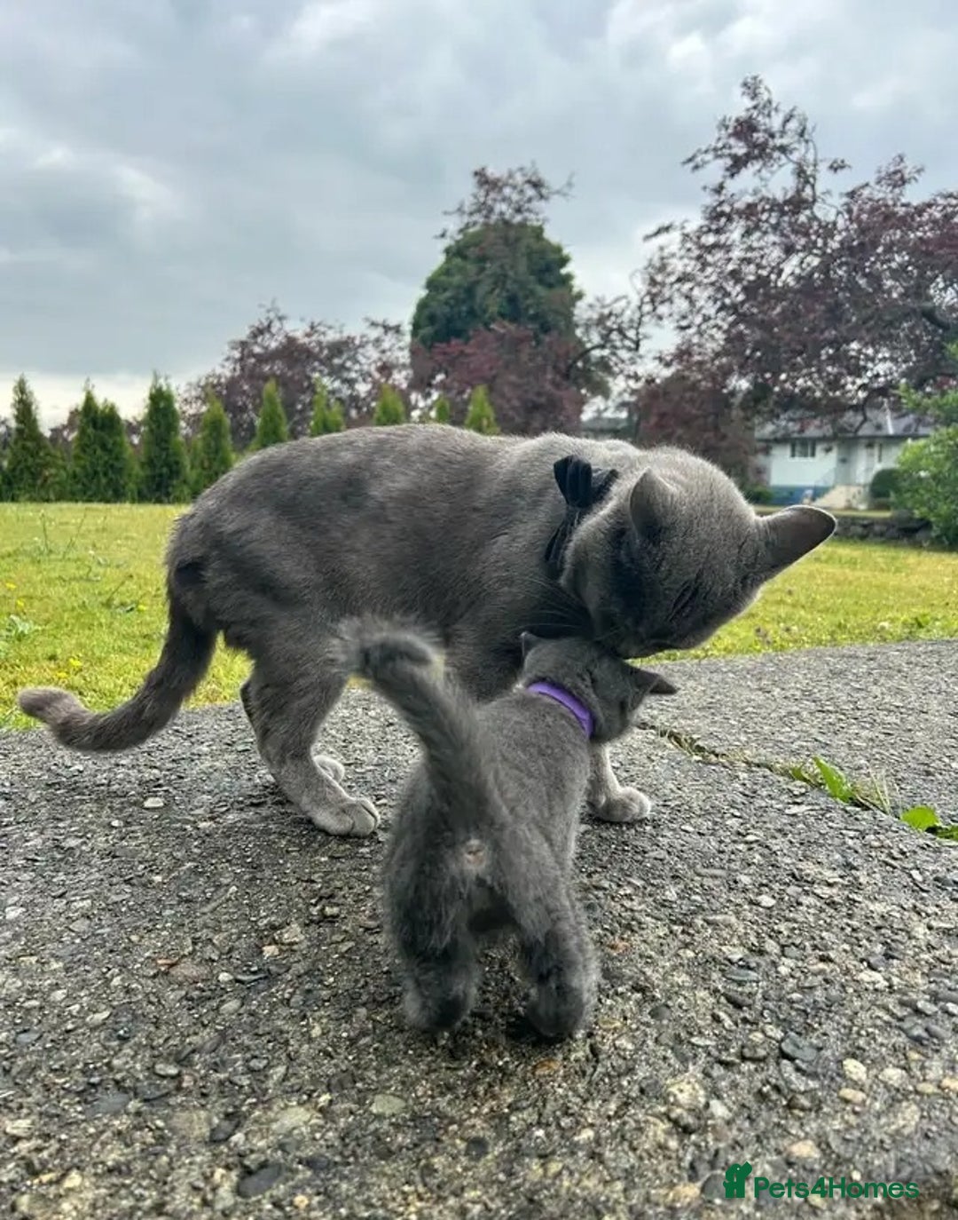 Russian Blue cats for sale: Precious healthy Russian Blues for great stay - Advert 3
