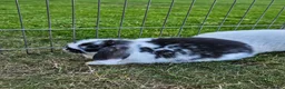Mini Lop rabbits for sale: Gorgoeus mini lop baby rabbits - Advert 2