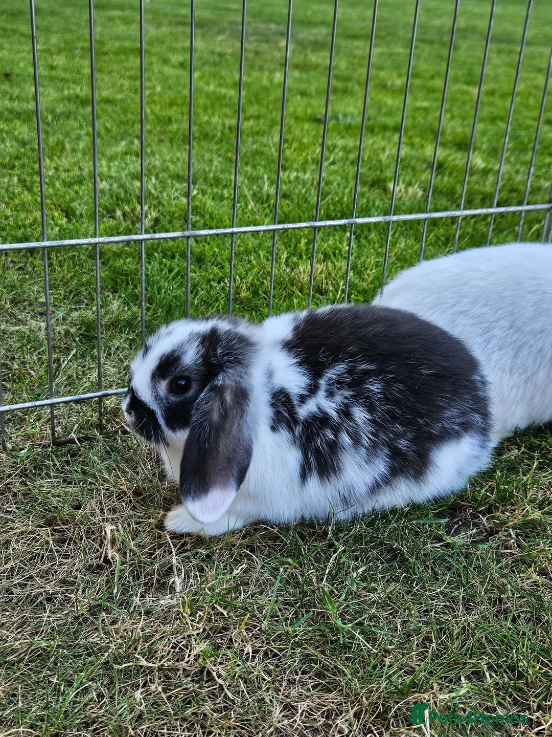 Mini Lop rabbits for sale: Gorgoeus mini lop baby rabbits - Advert 2