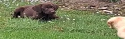 Labrador Retriever dogs for sale: Fantastic labrador pups  - Advert 18