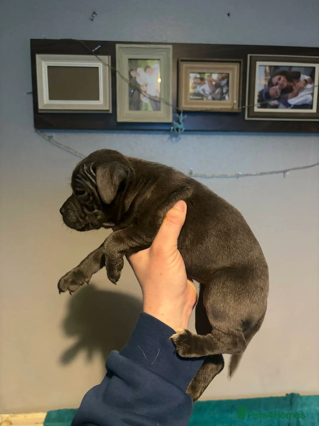 Staffordshire Bull Terrier dogs for sale: Last girl blue staffy waiting for forever home - Advert 2