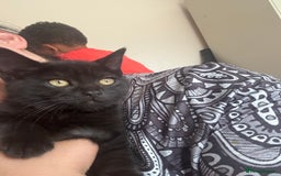 Scottish Fold cats for sale: Gorgeous mixed British shorthair kittens!  - Image 4