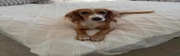 Cocker Spaniel dogs for sale: Stunning cocker spaniel puppies  - Advert 8