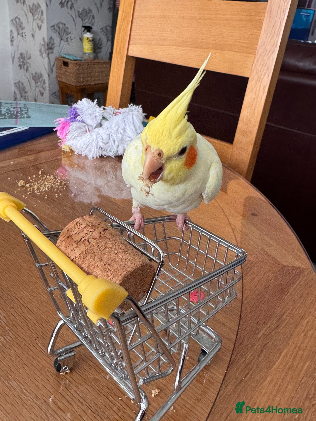 Cockatiels birds for sale: Lutino Cockatiel   & Cage -  Pending Collection - Image 5