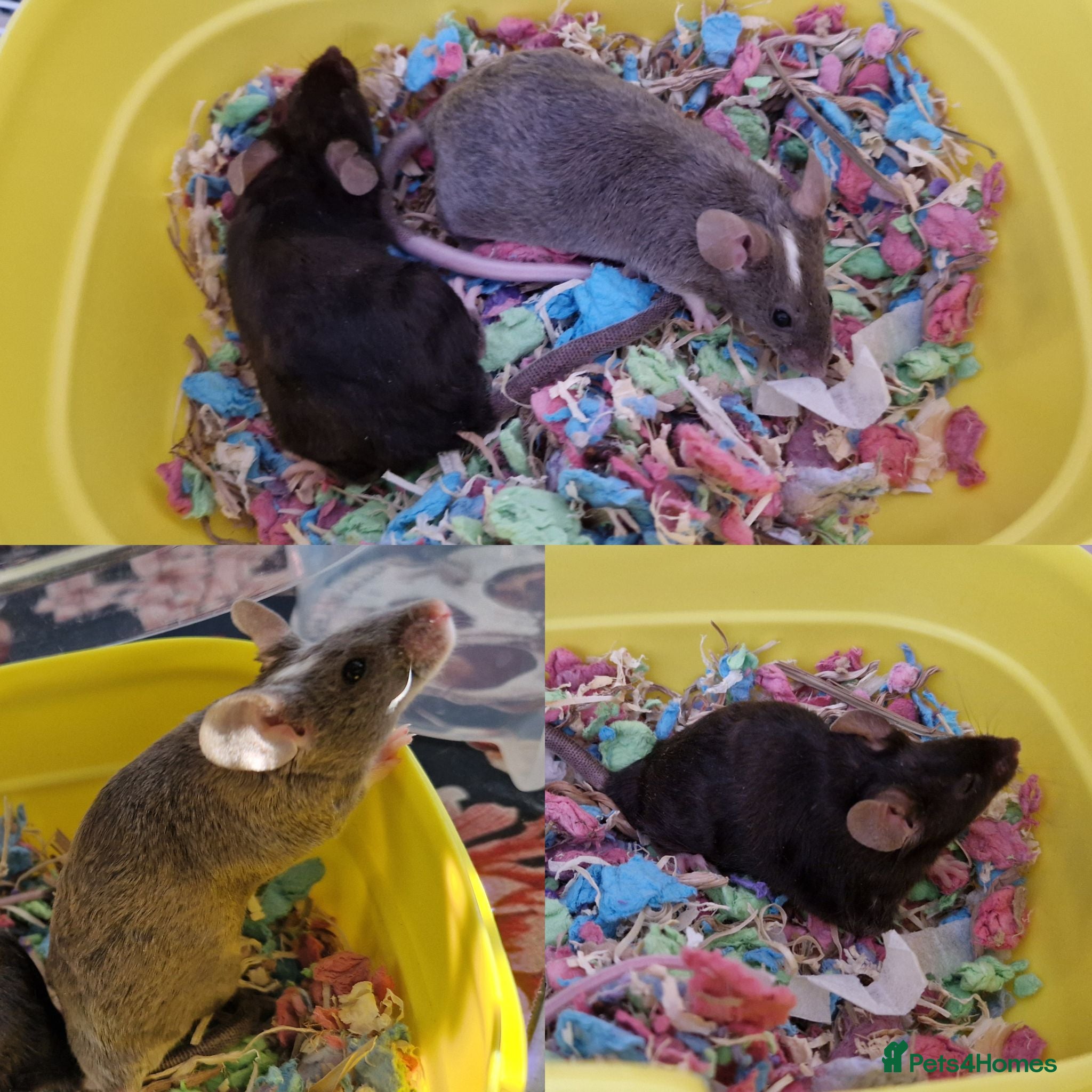 Mouse rodents 2 little girl mice need a new home.  - Advert 1