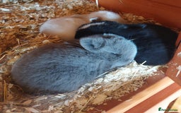 Mini Lop rabbits for sale: Gorgeous 💙purebred mini lop bunnies💙  - Image 1