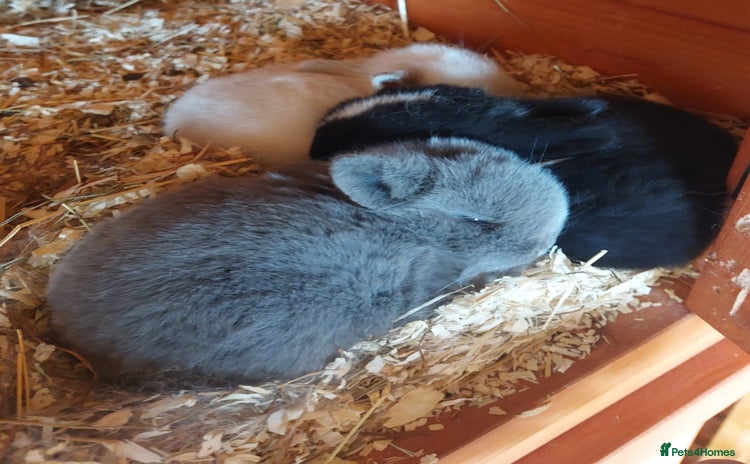 Mini Lop rabbits - Advert 1