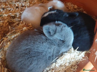 Mini Lop rabbits for sale - Advert 1