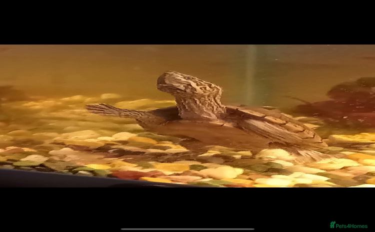 Turtle reptiles - Advert 1