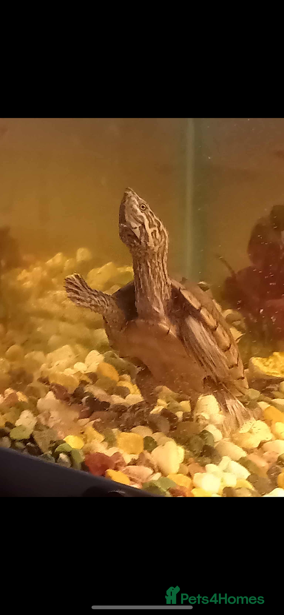 Turtle reptiles for sale: Black Musk Turtle - Image 1
