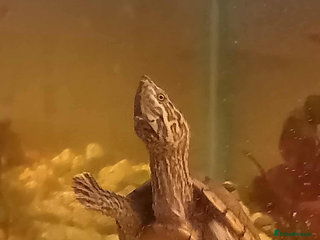 Turtle reptiles - Advert 30