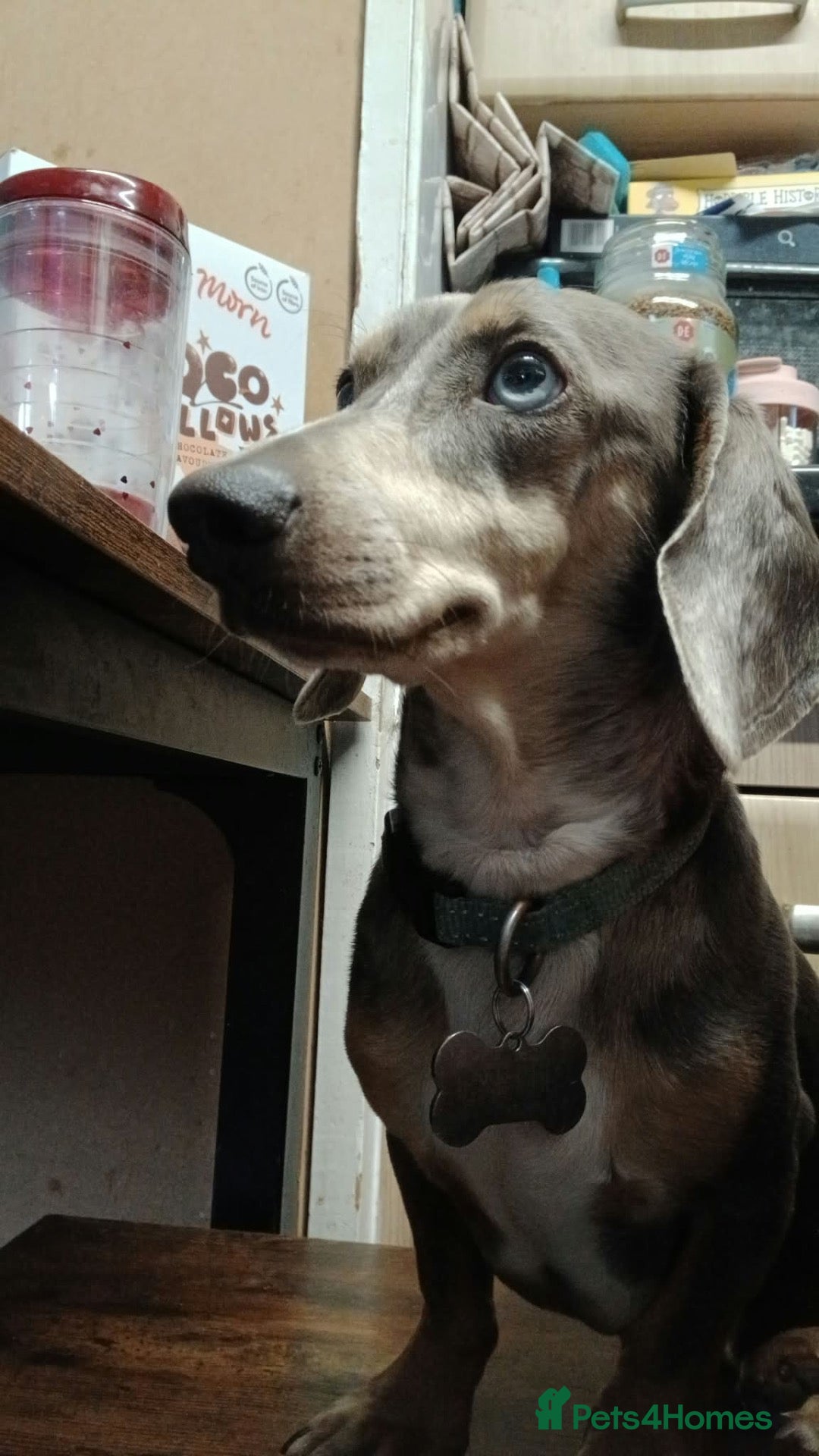 Miniature Dachshund dogs dapple miniature dachshund rehoming ASAP - Advert 17