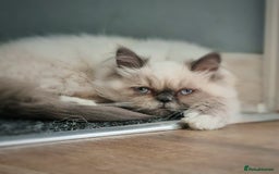 Persian cats for sale: Beautiful blue persian babies - Image 5