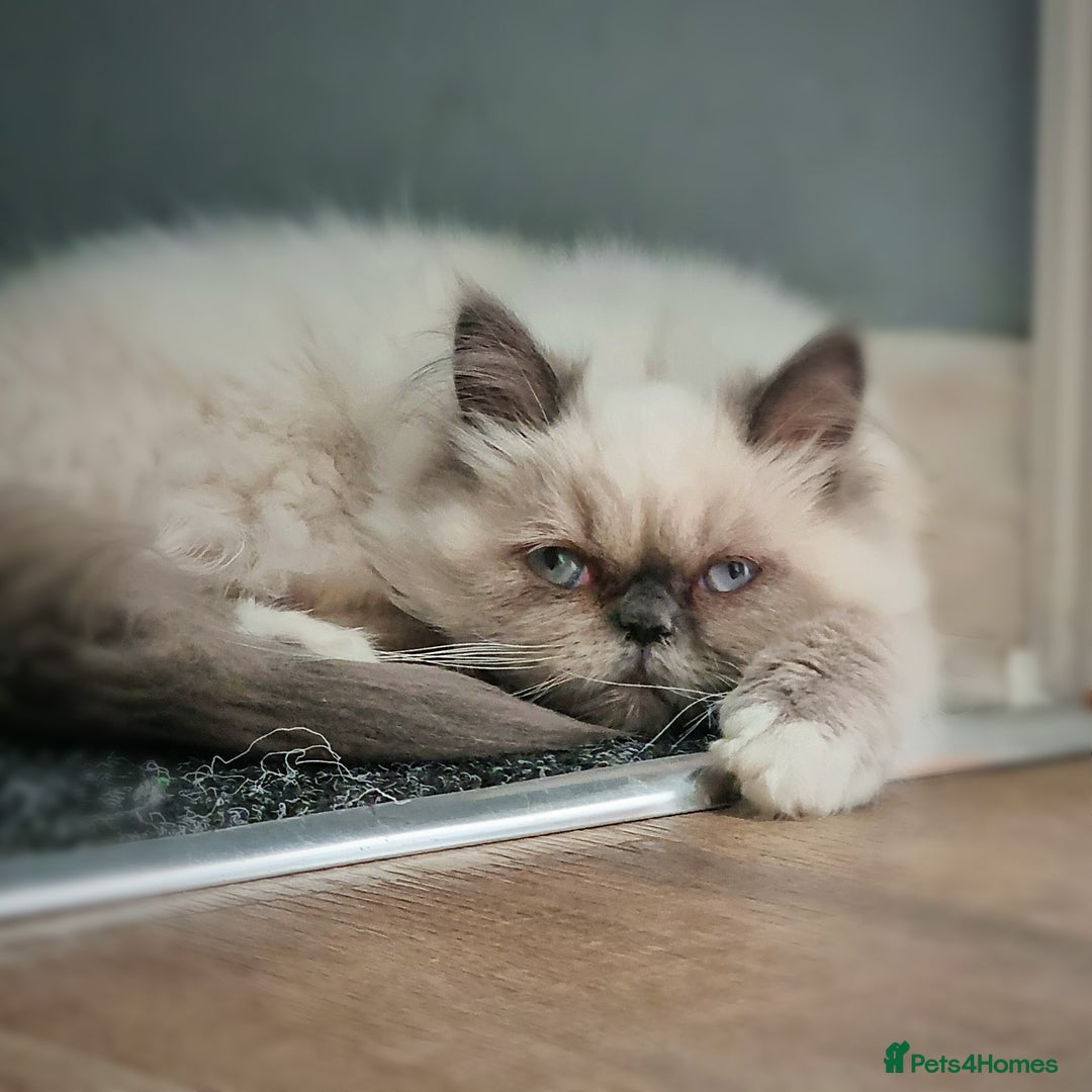 Persian cats for sale: Beautiful blue persian babies - Image 5