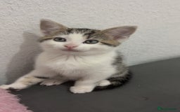Mixed Breed cats for sale: 2 KITTENS FOR SALE - Image 4