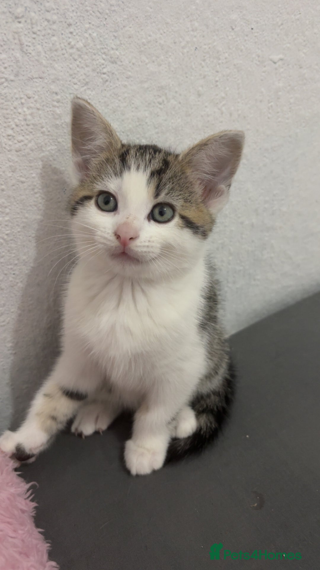 Mixed Breed cats for sale: 2 KITTENS FOR SALE - Image 4