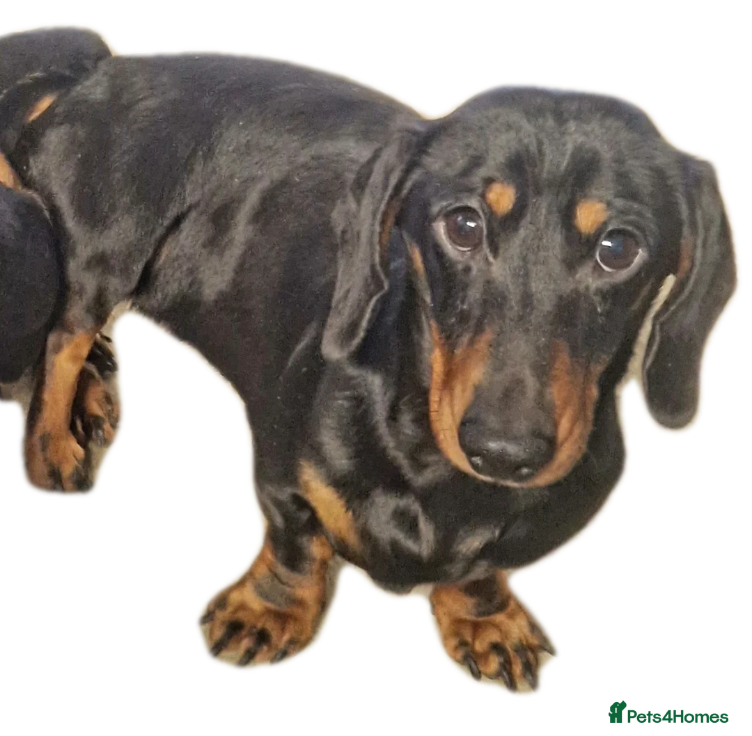 Miniature Dachshund dogs for stud: GLYNFELIN JACK MASTER FUNK miniature dachshund in Swansea - Advert 3