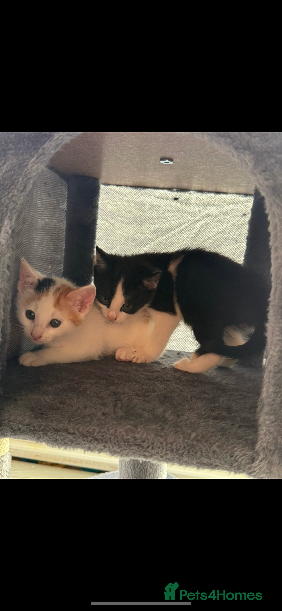 Mixed Breed cats for sale: Beautiful litter of kittens  - Image 1