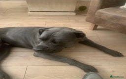 Cane Corso dogs for sale: Blue cane corso  - Image 2