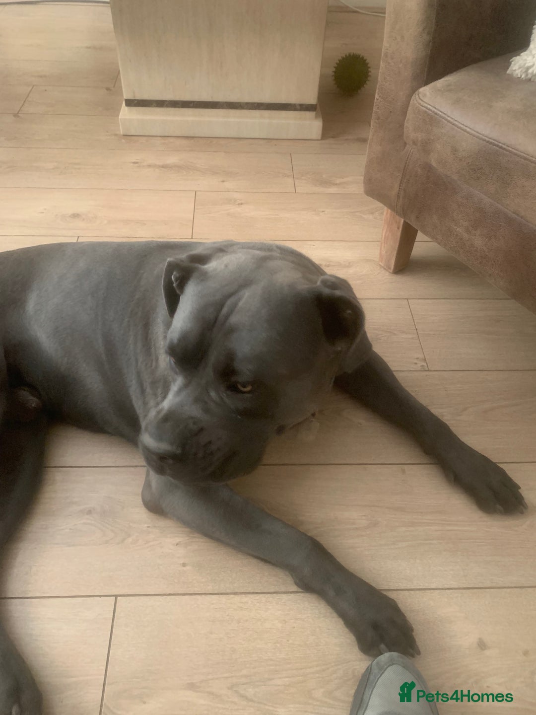 Cane Corso dogs for sale: Blue cane corso  - Image 2