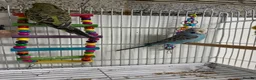 Budgerigars birds for sale: Budgies For Sale - Advert 6