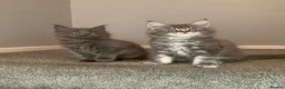 Maine Coon cats for sale: AMAZING TICA REGISTERED KITTENS - Advert 7