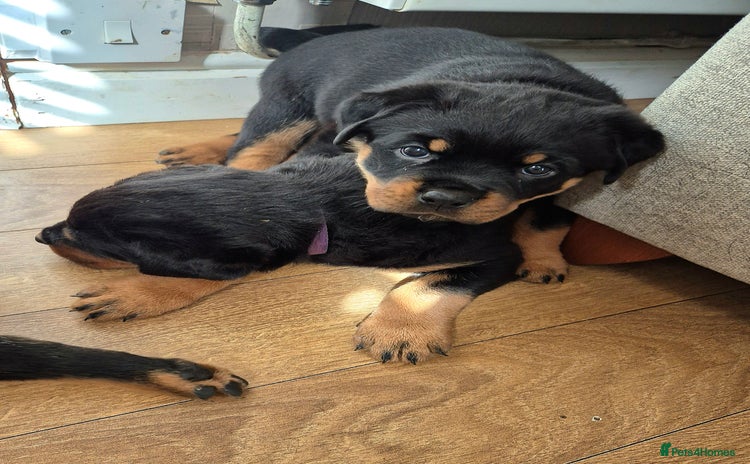 Rottweiler dogs - Advert 8