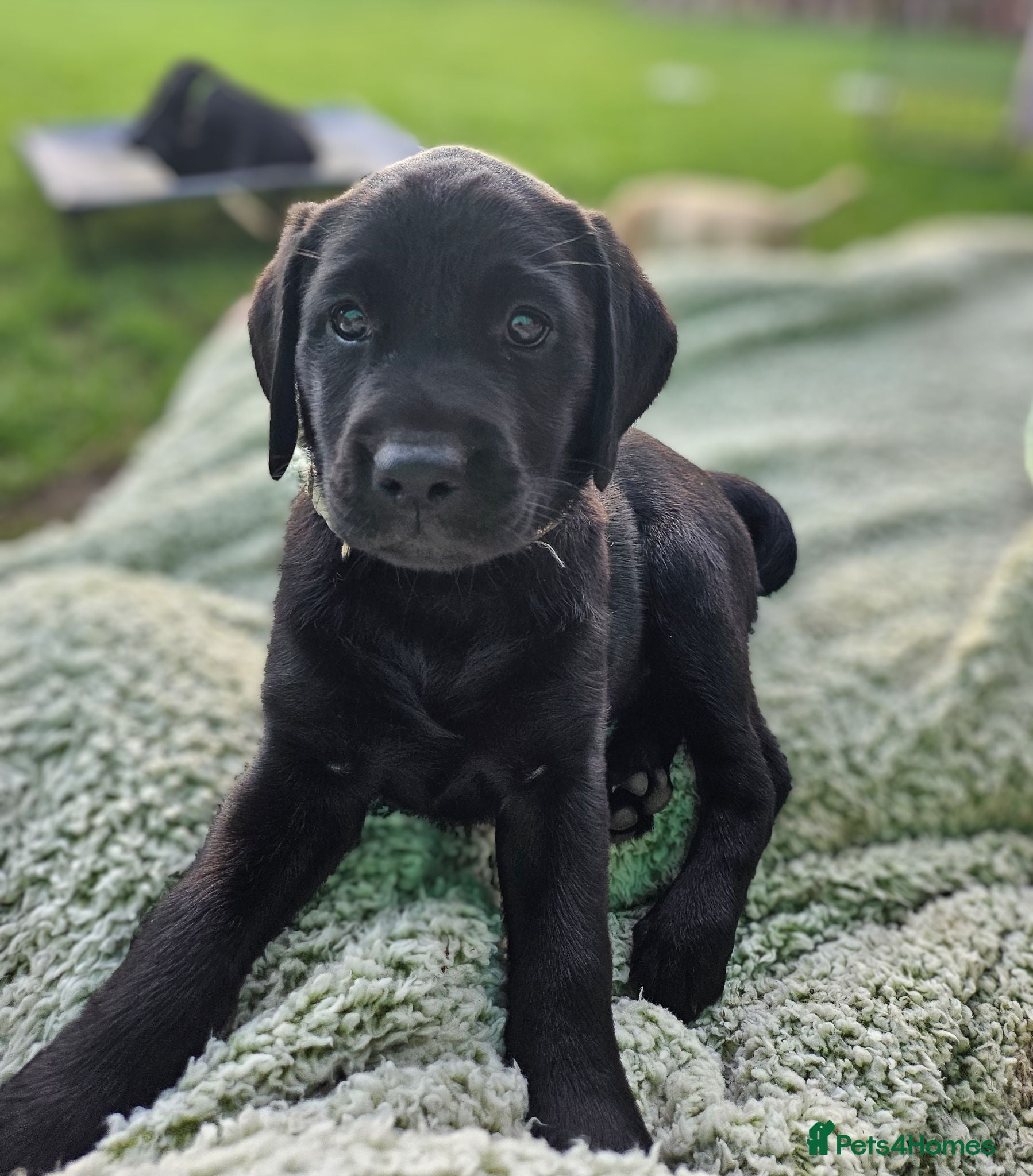 Labrador Retriever dogs *Ready Now*- last black girl - Advert 2