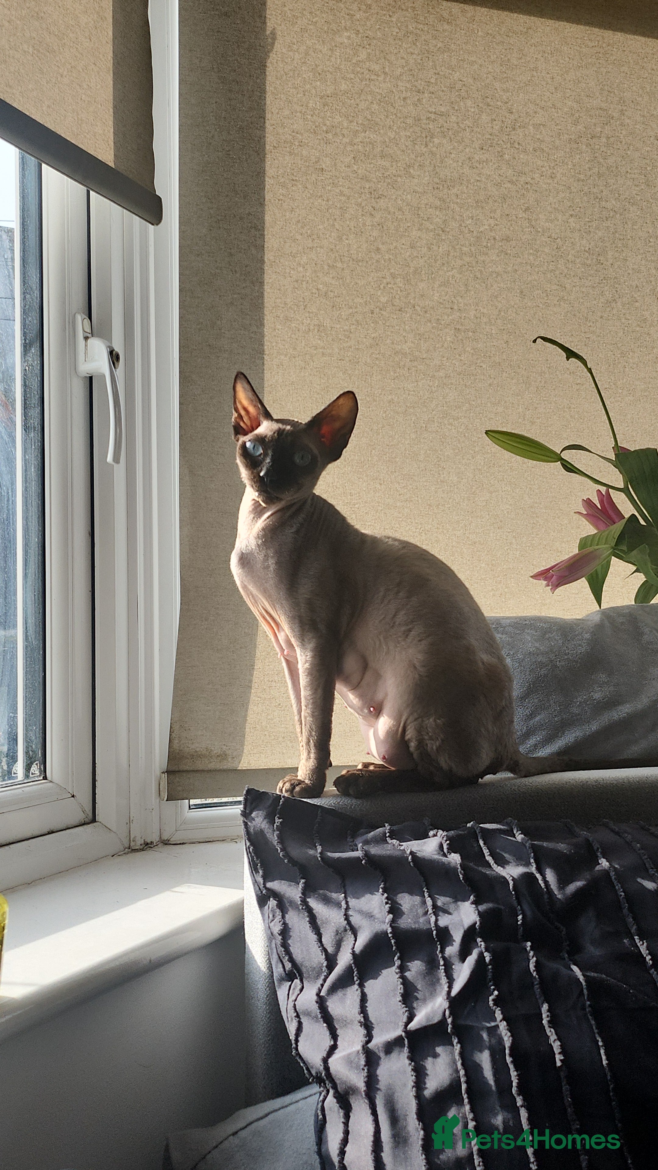 British Shorthair cats The cutest kittens!! - Advert 5