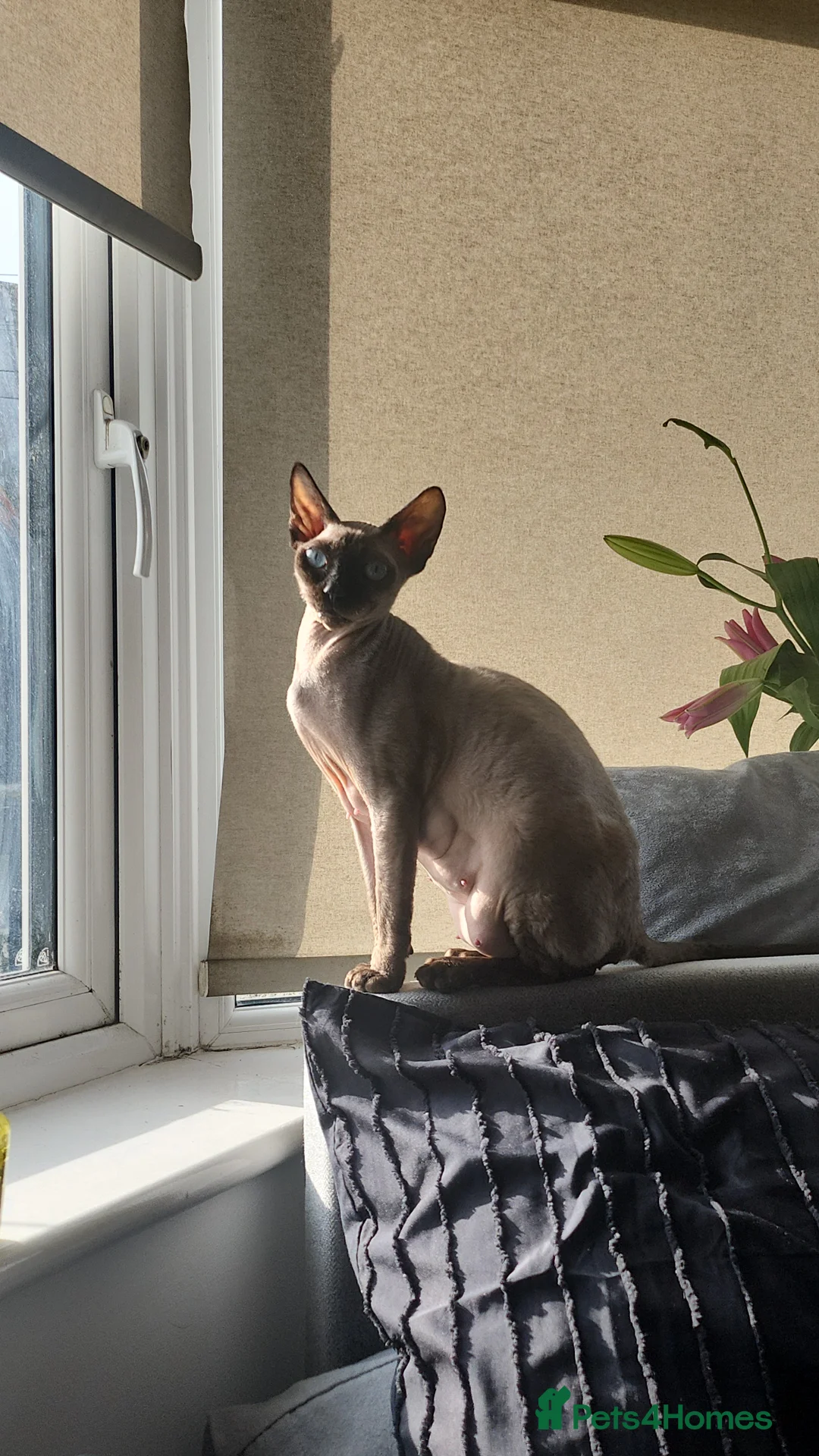 British Shorthair cats for sale: The cutest kittens!! in Eastbourne - Advert 1