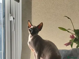 British Shorthair cats The cutest kittens!! - Advert 3