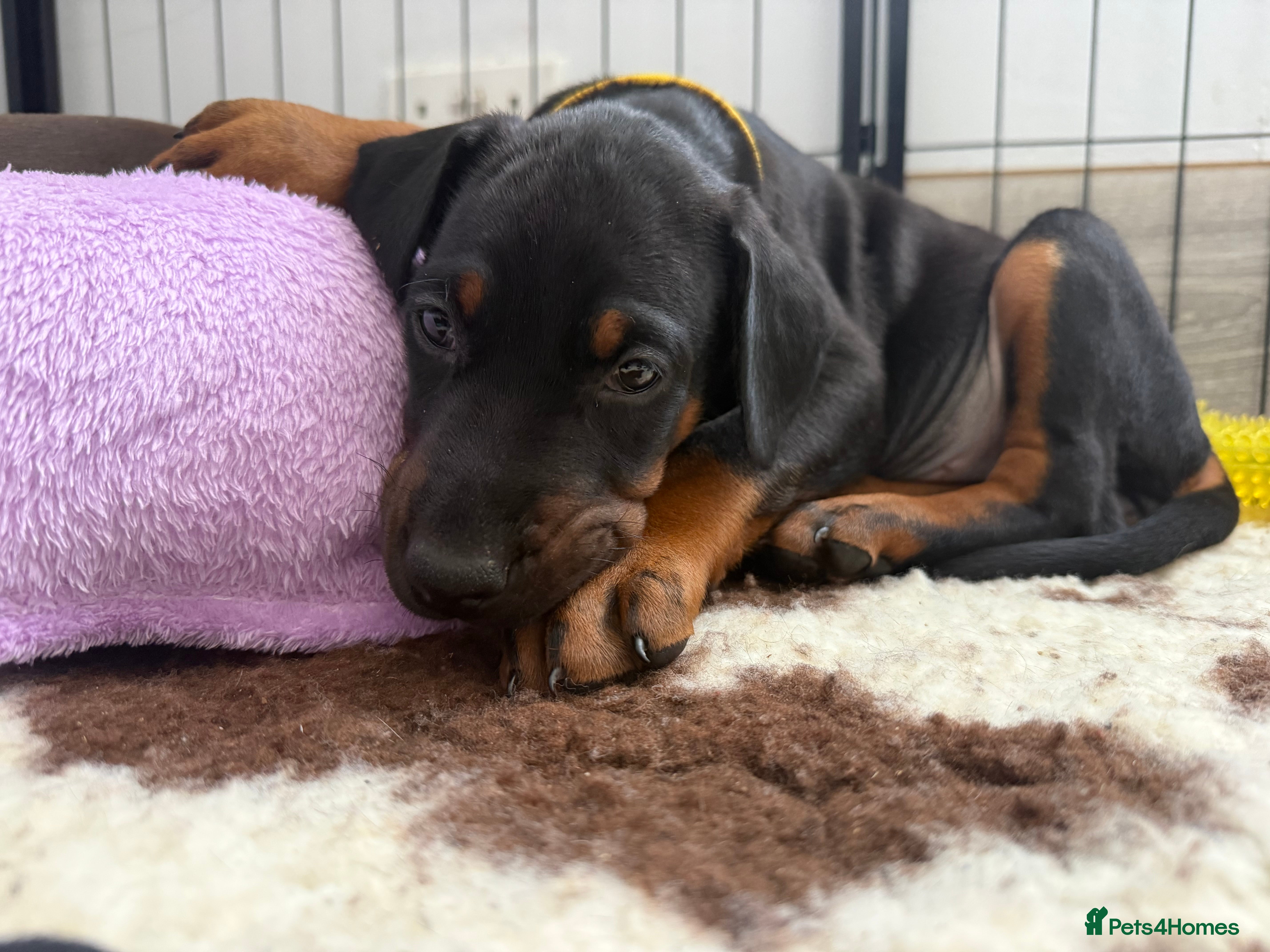 Dobermann dogs European Doberman Puppies - Advert 2