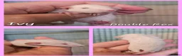 Rat rodents for sale: Baby Dumbo Rats - Girls - FOR RESERVE - REX, DR - Advert 10