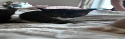 Mixed Breed cats for sale: Beautiful kittens looking for their forever home  - Advert 5